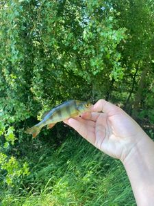 European Perch