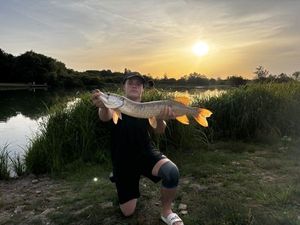 Northern Pike