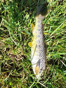 Brown Trout