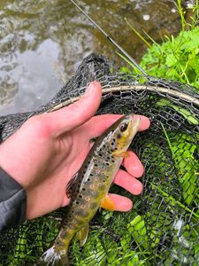 Brown Trout