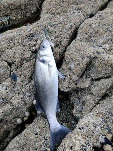 European Bass (Seabass)