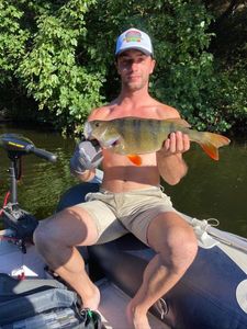 European Perch