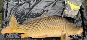 Common Carp