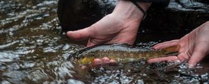 Brown Trout