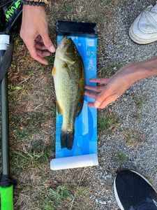 Largemouth Bass
