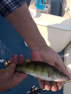 Loup de Mer