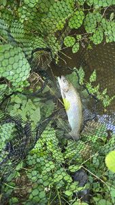Rainbow Trout