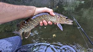 Northern Pike