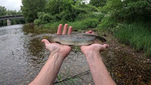 Brown Trout