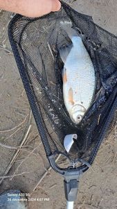 Common Bream