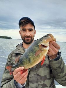 European Perch