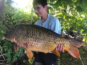 Common Carp