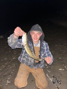 Burbot