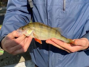 European Perch