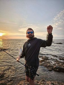 European Bass (Seabass)