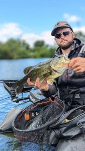 Largemouth Bass