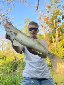 Zander
