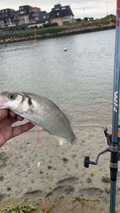 European Bass (Seabass)