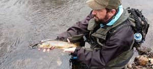Brown Trout