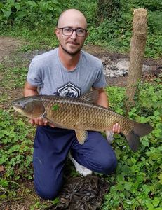 Grass Carp