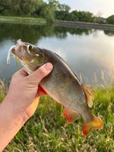 European Perch