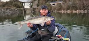 Zander