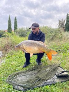 Mirror Carp