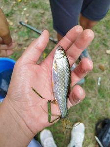 Roach
