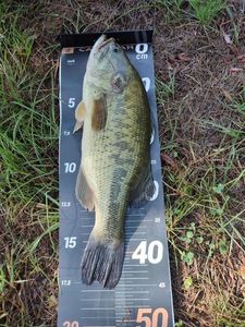Largemouth Bass