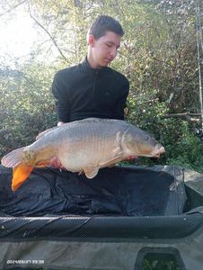 Mirror Carp