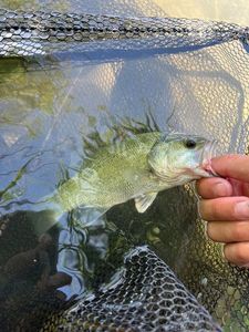 Smallmouth Bass