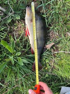European Perch