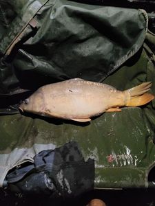 Mirror Carp