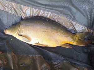 Mirror Carp