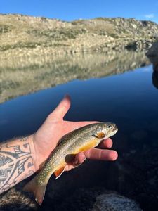 Brook Trout
