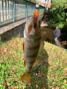 European Perch
