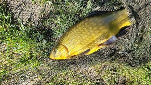 Tench