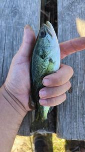 Largemouth Bass