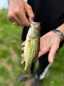 Largemouth Bass