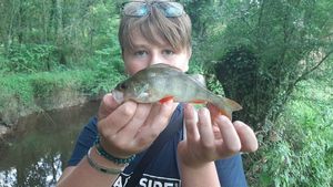 European Perch