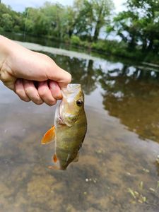 European Perch