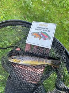 Brown Trout