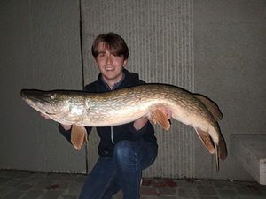 Northern Pike