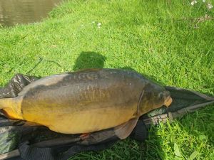 Leather Carp