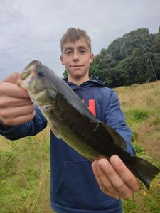 Largemouth Bass