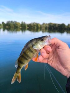European Perch