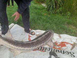 Sturgeon