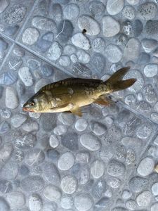 Common Carp