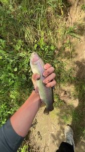 Rainbow Trout