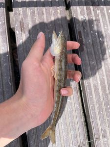 Pesce lucertola